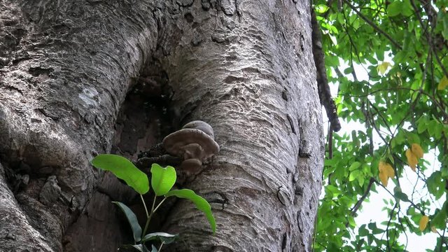 Zoom in of tiny asian wasp Tamarixia radiata dancing, the Asian citrus cyllid parasitoid, flying in a tree hole close of the honeycomb and a mushroom in Mebon Siem Reap, Cambodia.-Dan