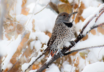 Colorado Northern Flicker resting on a snow covered branch