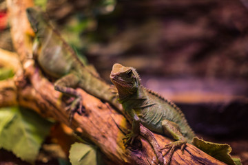 Lizard is busy closeup on the background of bushes.