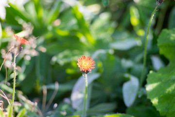 yellow flower in the garden