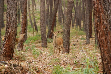 Naklejka premium beautiful landscape