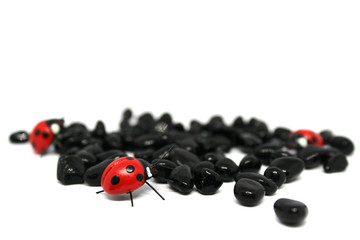 Several ladybugs among decorative stones on a white background