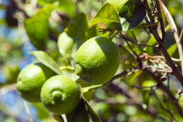 Fruits of citrus orange tree branches closeup shot.