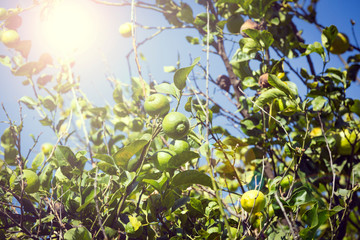Fruits of citrus orange tree branches closeup shot.