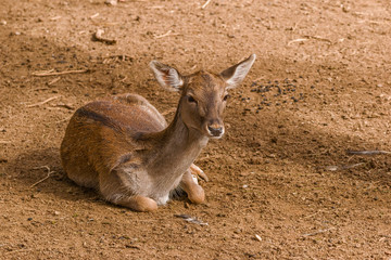 Roe deer,  Capreolus capreolus, sitting on the ground on an autumn morning.