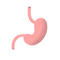 Human stomach anatomy icon. flat cartoon style. bright and cute. Isolated on white background. vector illustration.