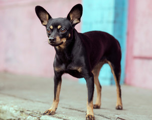 Adult black toy terrier posing