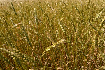 field of wheat