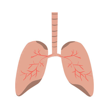 Lungs. Icons, flat style. Internal human organs design element, logo. Anatomy, concept of medicine. Health care. Isolated on a white background. Vector illustration