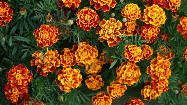 Top view on carpet of yellow-red-orange marigold in autumn meadow. Wind waves bright flowers in garden. Floral background