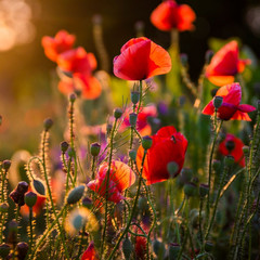 Fototapeta premium field of red poppies