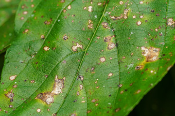 Symptoms of rust leaf disease caused by rust Puccinia	