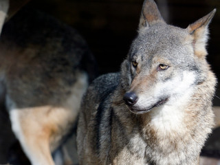 Eurasian wolf - Canis lupus lupus close up