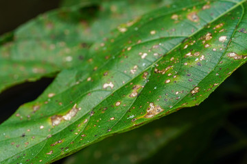 Symptoms of rust leaf disease caused by rust Puccinia