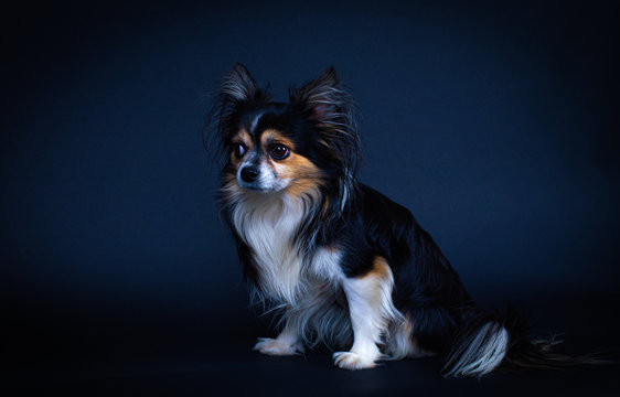 Chihuahua Papillon crossbreed