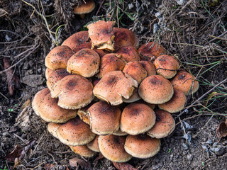 Pilze giftig oder geniesbar?? Mushrooms poisonous or edible