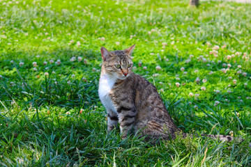 A street cat on the grasses