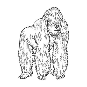 Gorilla animal sketch engraving vector illustration. T-shirt apparel print design. Scratch board style imitation. Black and white hand drawn image.