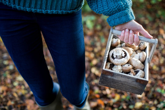 Close Up Of Woman Holding Wooden Baket Of Freshly Picked Wild Mushrooms