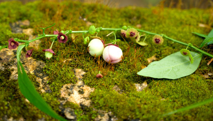 grass, nature, mushroom, green, forest, plant, moss, autumn, food, summer, easter, eggs, tree, leaf, fungus, natural, garden, field, egg, mushrooms, spring, flower, brown, fungi, fresh