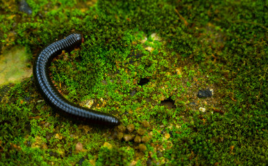 snake, reptile, nature, animal, lizard, wildlife, wild, grass, brown, forest, black, reptiles, animals, water, green