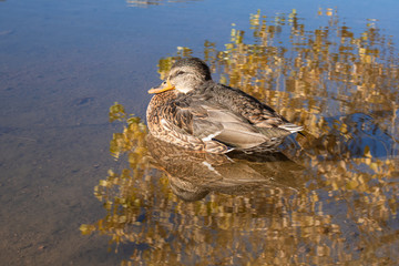 Duck resting on water, over tree reflection. Quail lake, Colorado Springs, Colorado