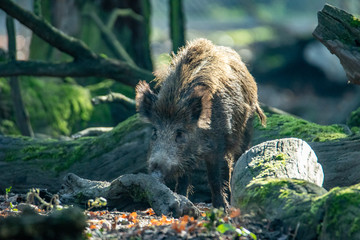 Wildschweine im Wald