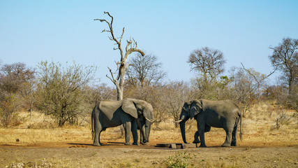 elephants in kruger national park, mpumalanga, south africa 15