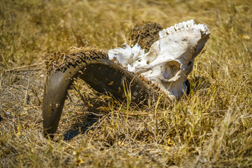 skull of an african buffalo in kruger national park, mpumalanga, south africa 9