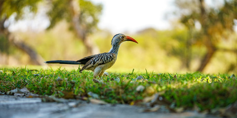 southern yellow-billed hornbill in kruger national park, mpumalanga, south africa 44