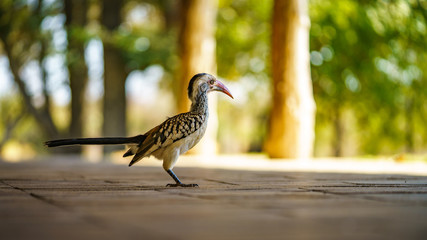 southern yellow-billed hornbill in kruger national park, mpumalanga, south africa 48