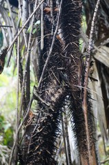 Rattan palm tree texture. Rattan cane texture