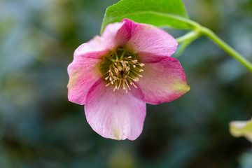  Helleborus orientalis Pretty Ellen Pink 