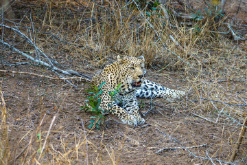 leopard in kruger national park, mpumalanga, south africa 37