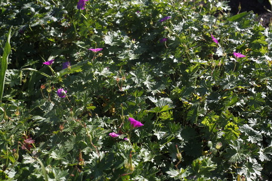 Blutroter Storchenschnabel, Geranium Sanguineam - geraniceae