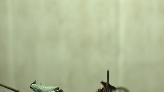 Wilted dying rose flower. Close up 4k