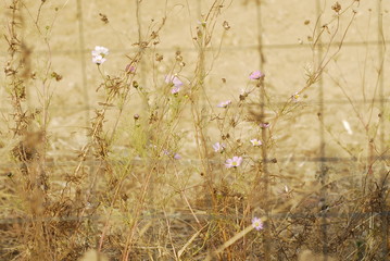 withered grasses and wild flowers behind iron fence