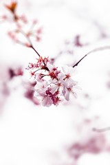 cherry blossom in spring