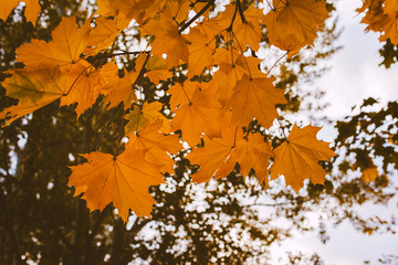 Hello November. Branch with yellow maple leaves, autumn nature. Yellow trees, good weather, autumn background. Walking in the park, calm and relaxation, outdoor rest.
