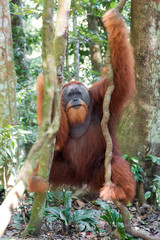 Naklejka premium Beautiful male Sumatran Orangutan (Pongo abelii) during a ecotourism jungle hike in Gunung Leuser National Park, Bukit Lawang, Sumatra, Indonesia
