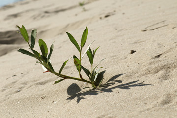 Sand dunes close-up macro desert plant green nature. White and yellow sand natural texture background