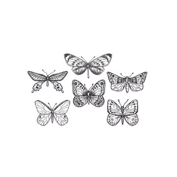 Collection of butterflies and moths hand drawn sketch
