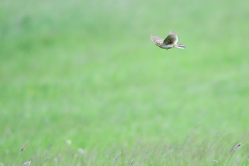 Feldlerche im Singflug