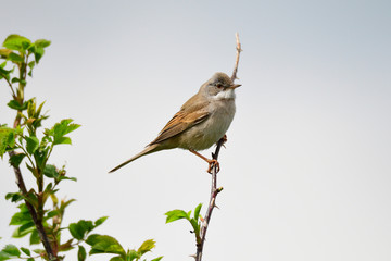 Dorngrasmücke während der Balz