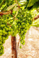 Grapes on the vine in a natural Northern Cape South African vineyard