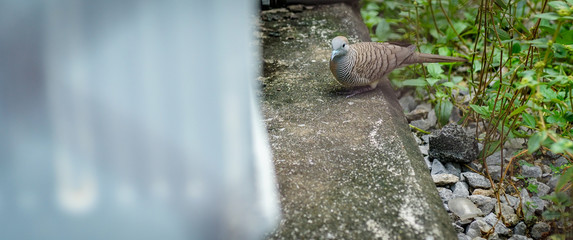 Dove looking for food on the cement floor