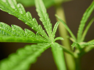 Closed up Marijuana leaf.