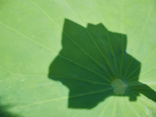 Green lotus leaf.