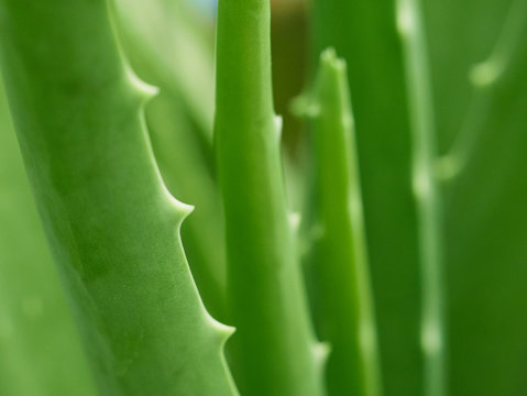 Alovera Images Browse 295 Stock Photos, Vectors, and Video Adobe Stock