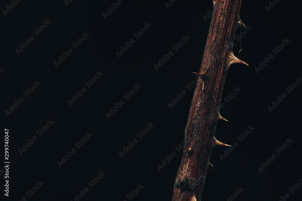 Poster close up beautiful thorn on a dark background. macro photography view.
